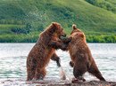 Тур по территории Курильского озера, наблюдение за медведями 1205