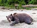 Тур по территории Курильского озера, наблюдение за медведями 1207